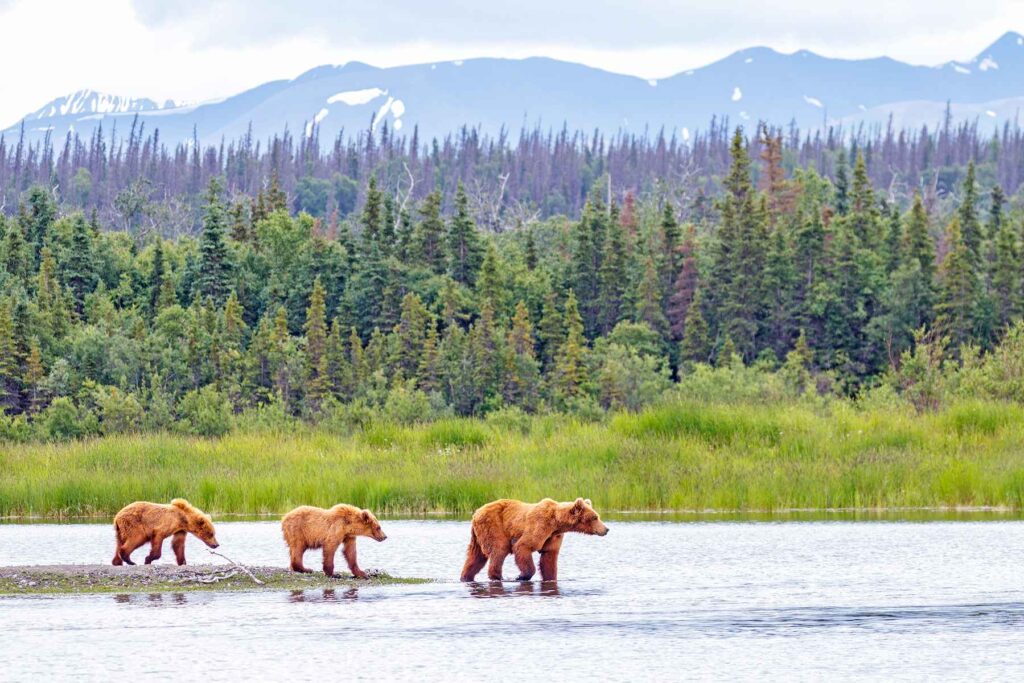 Brown bears in Katmai National Park