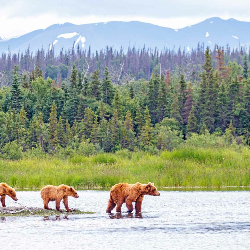 Brown bears in Katmai National Park