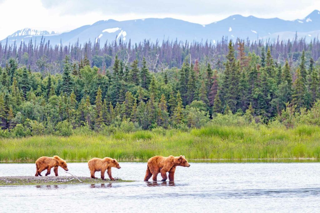 Brown bears in Katmai National Park