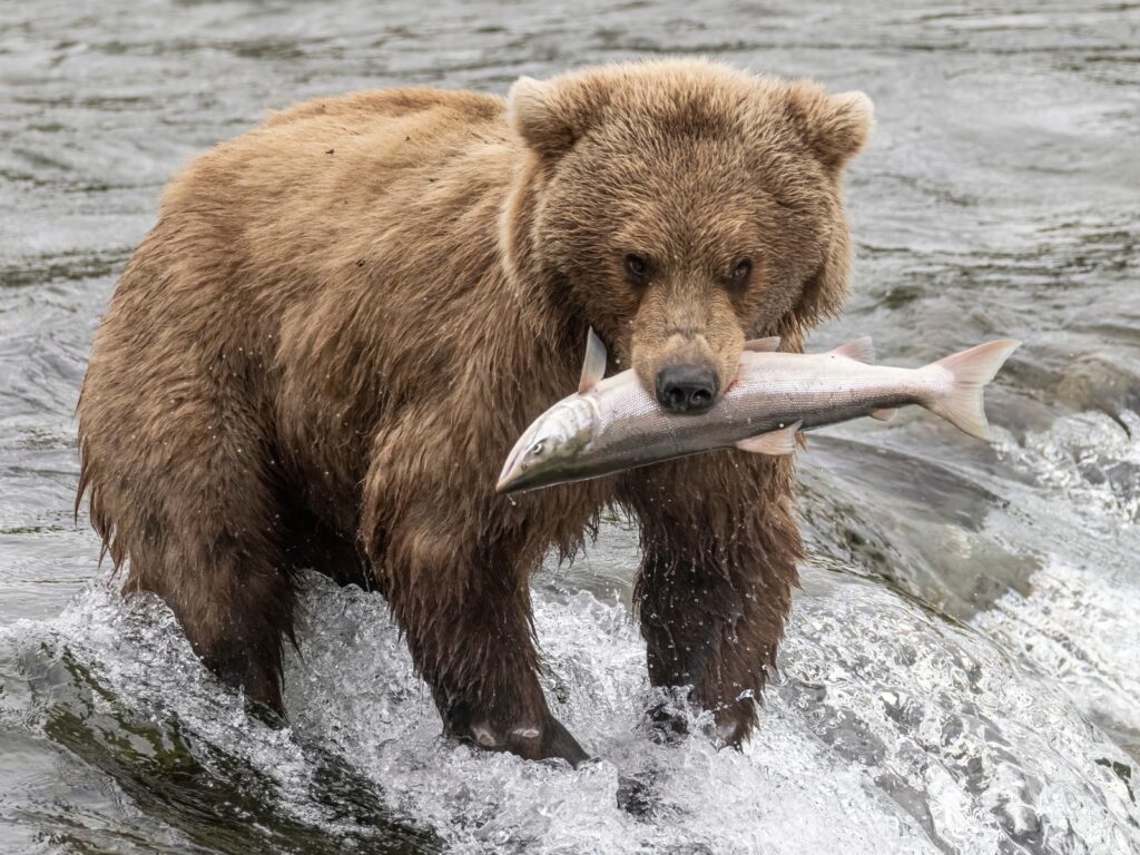 A wild coastal brown bear catching fish in the river in Katmai National Park (Alaska).