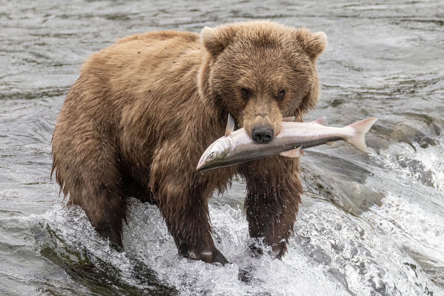 A wild coastal brown bear catching fish in the river in Katmai National Park (Alaska).