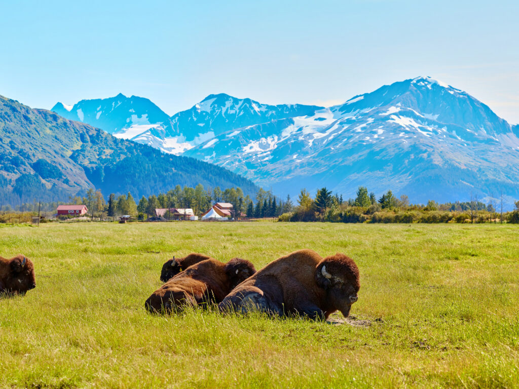 Bison at Alaska Wildlife Conservation Center