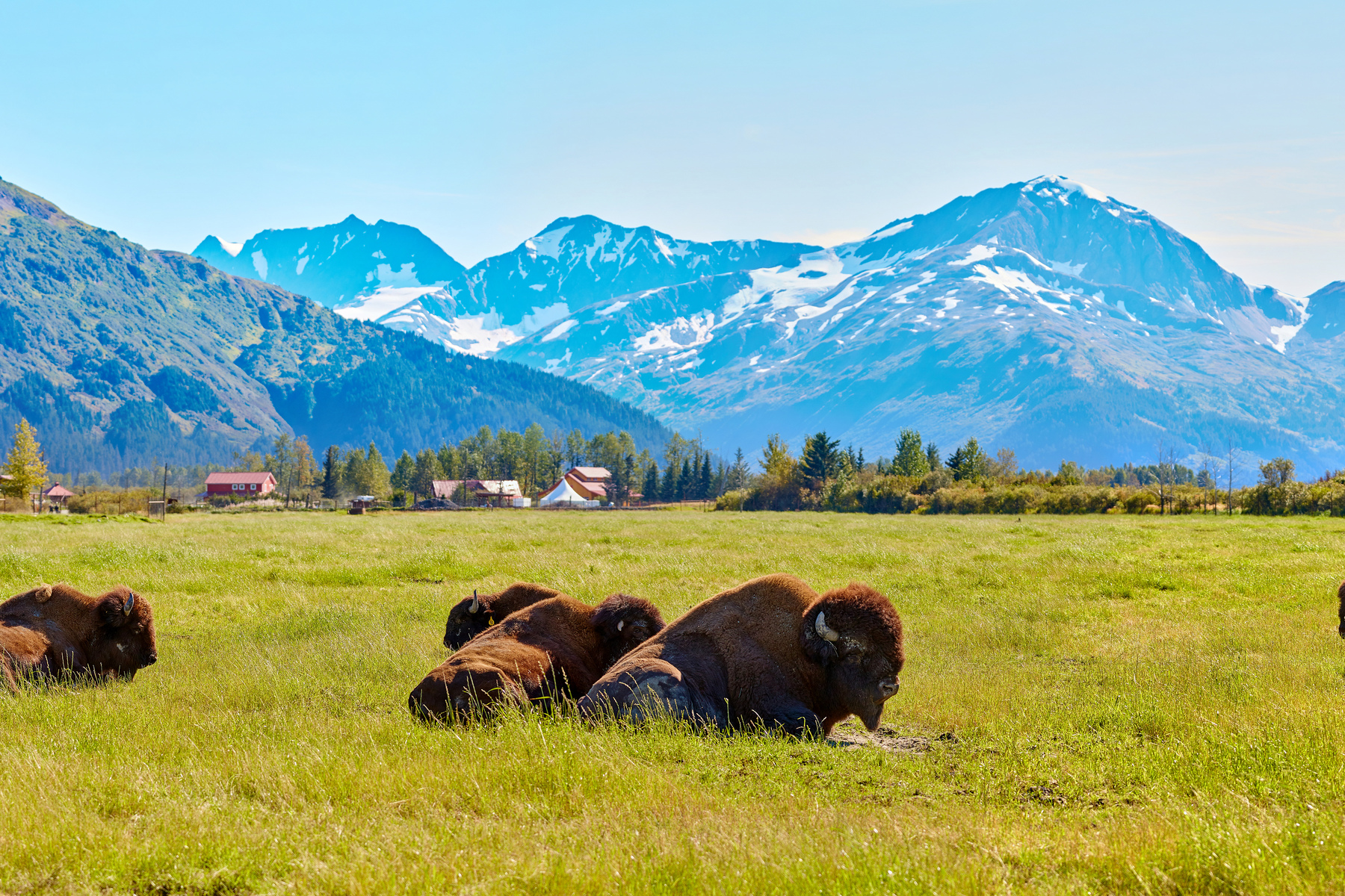 Bison at Alaska Wildlife Conservation Center