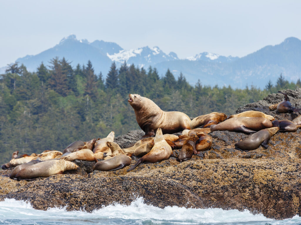 Stellar sea lion on rock and in the background Vancouver island mountains