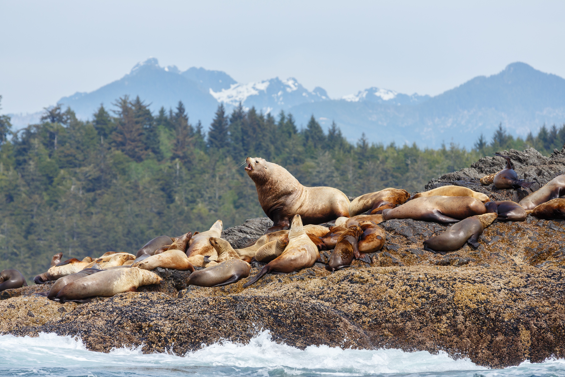 Stellar sea lion on rock and in the background Vancouver island mountains