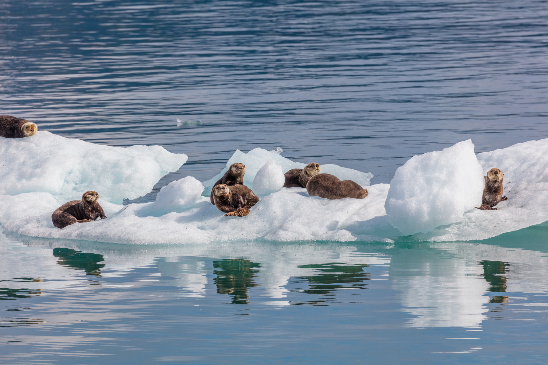 Sea Otters on icebergs from Columbia Glacier in Prince William Sound