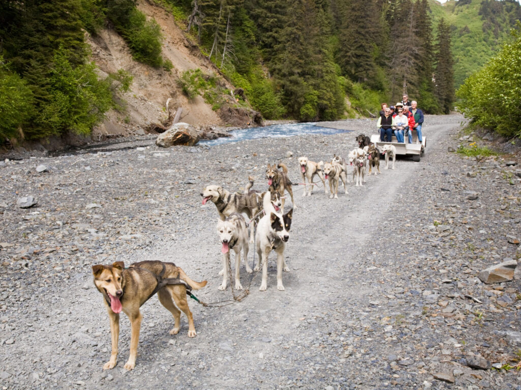 Dog sled ride in Seward, Alaska