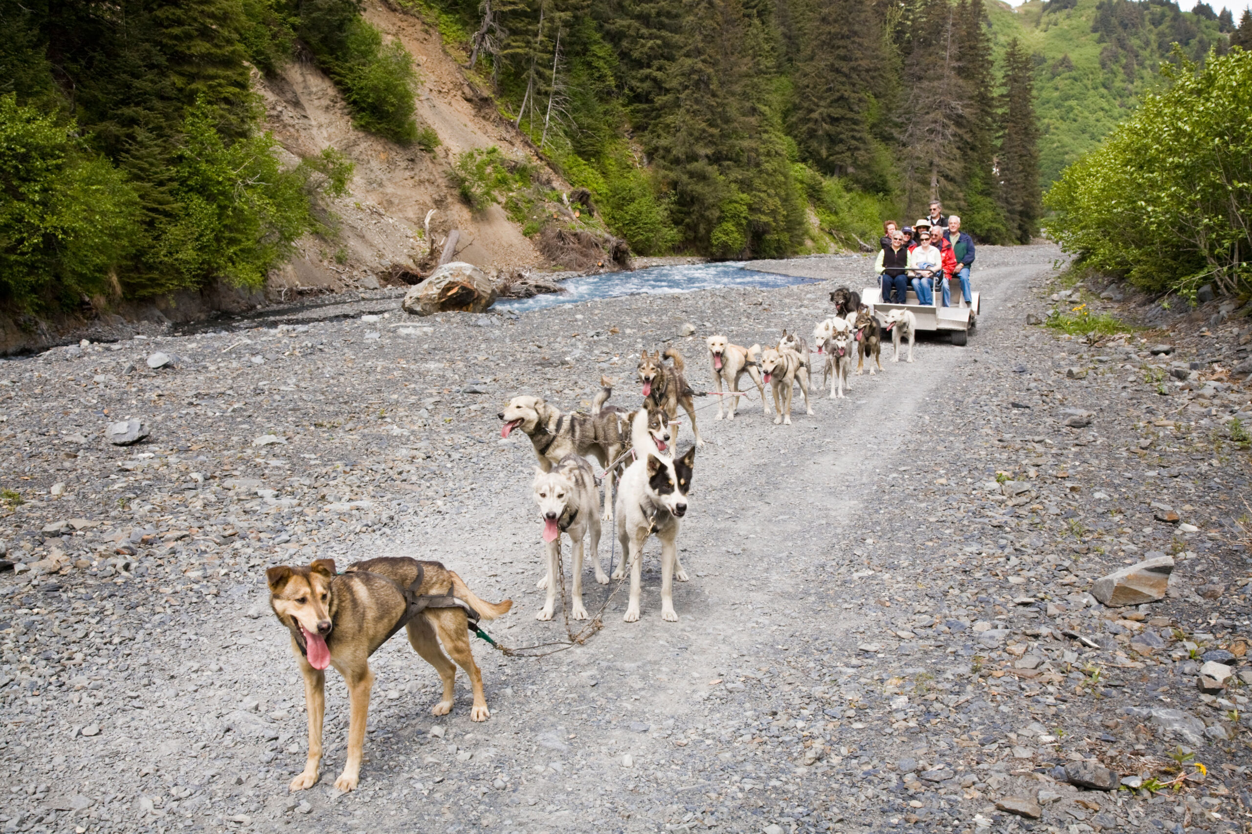 Dog sled ride in Seward, Alaska