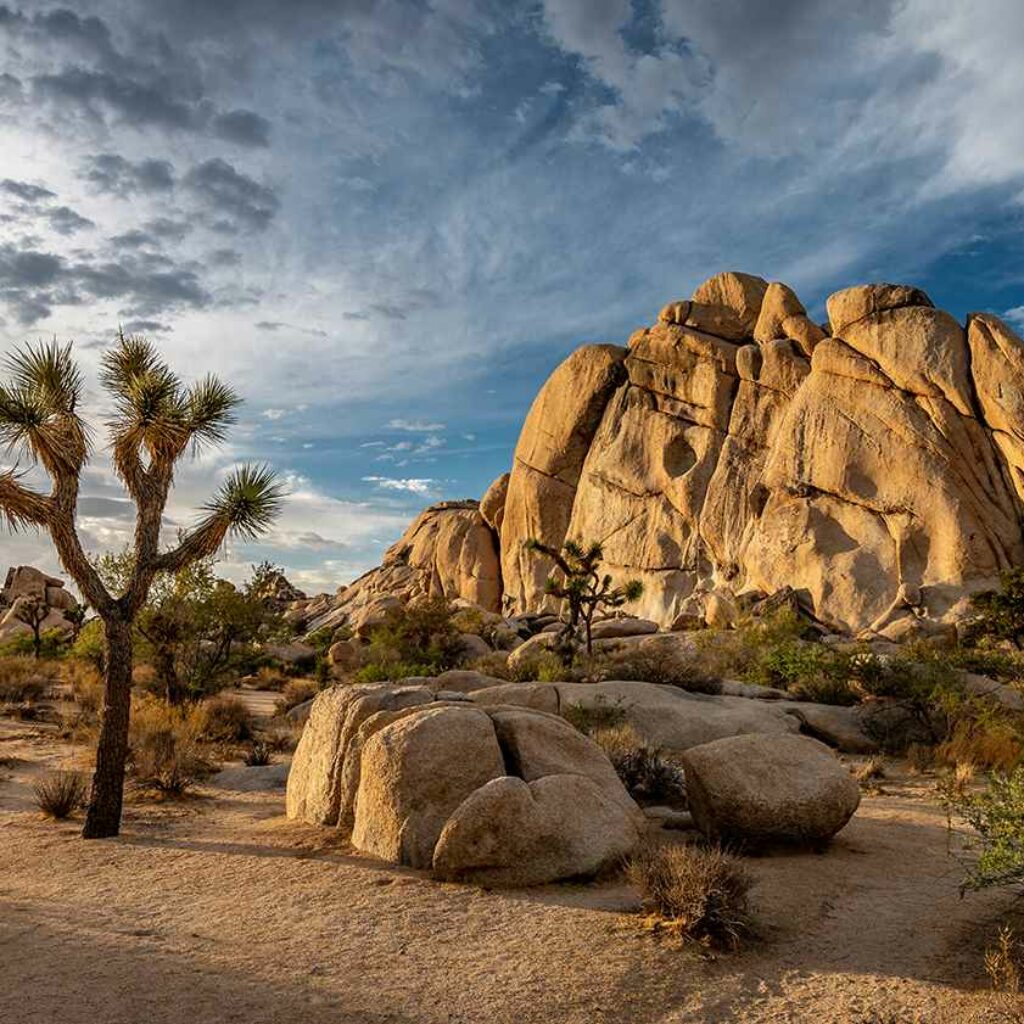 Joshua Tree NP