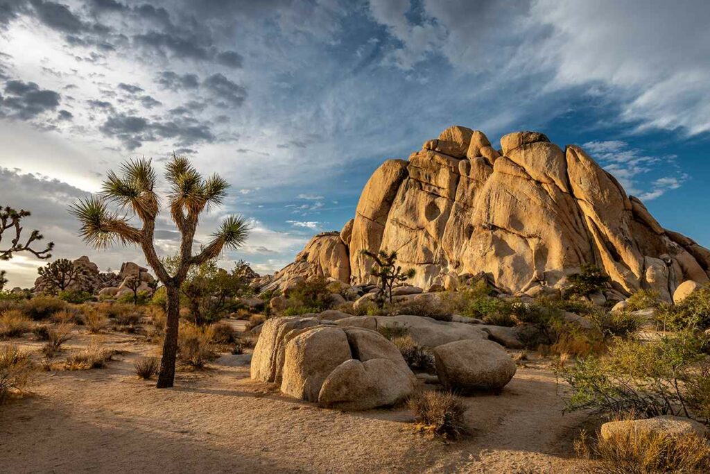 Joshua Tree NP