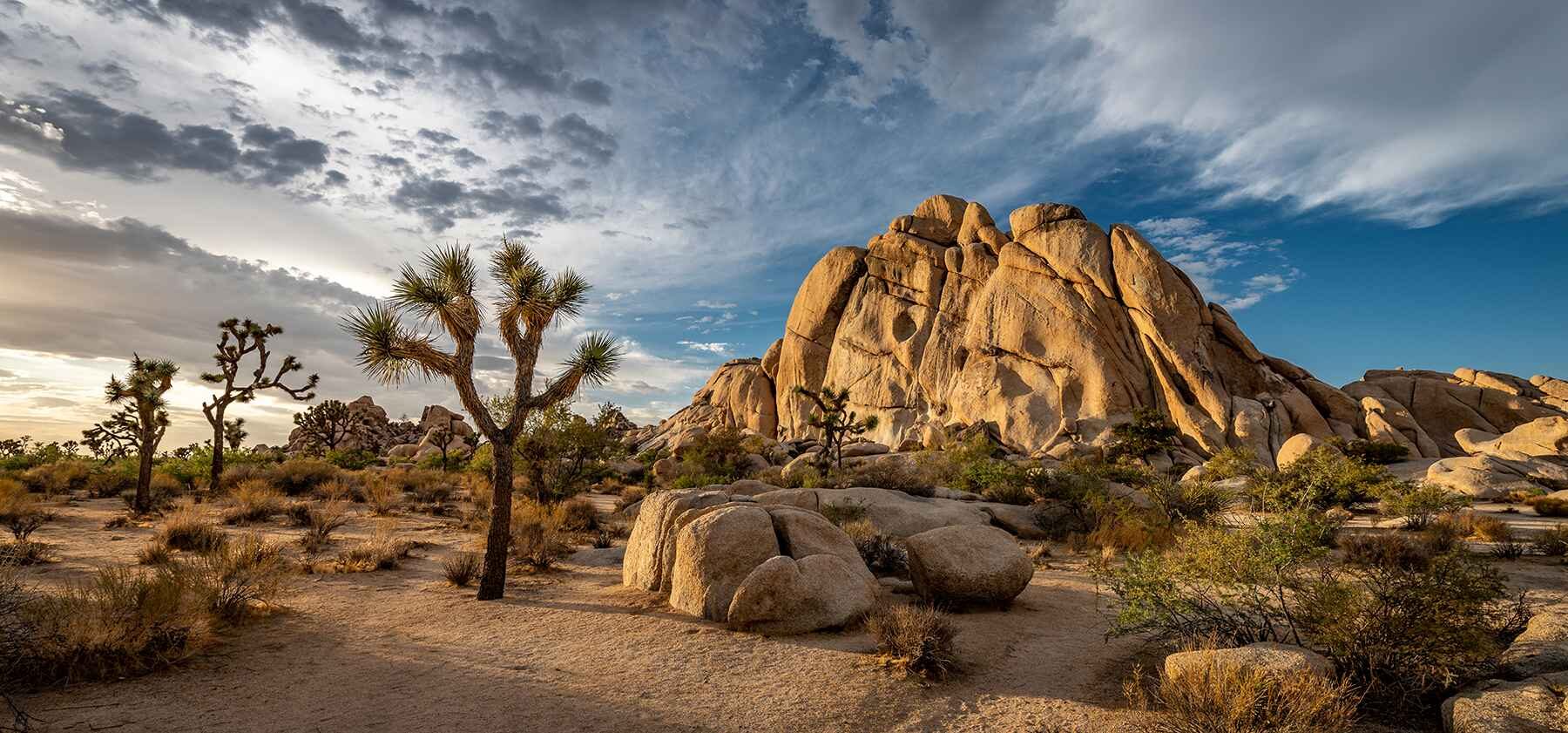 Joshua Tree NP