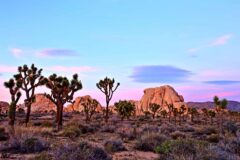 Joshua Tree NP