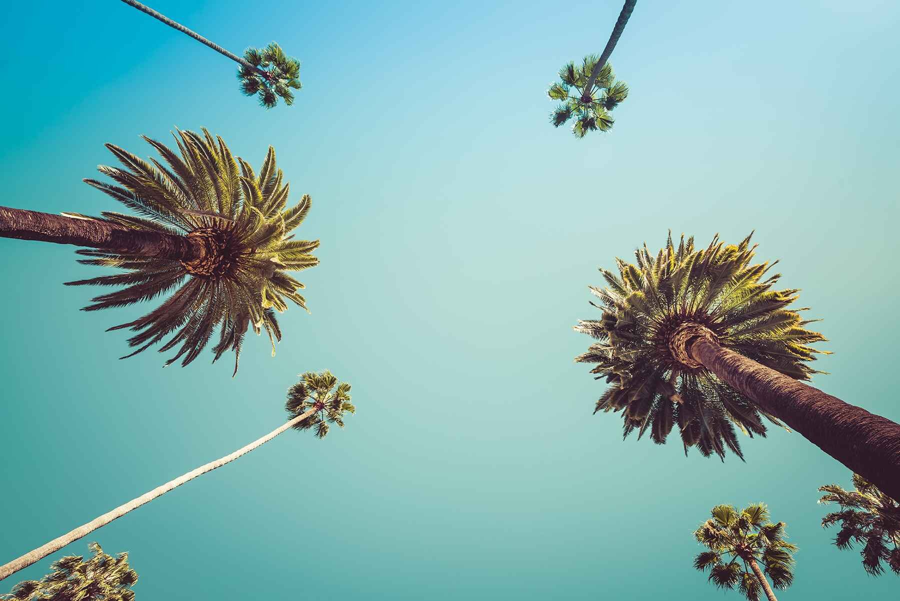 Palm Trees California