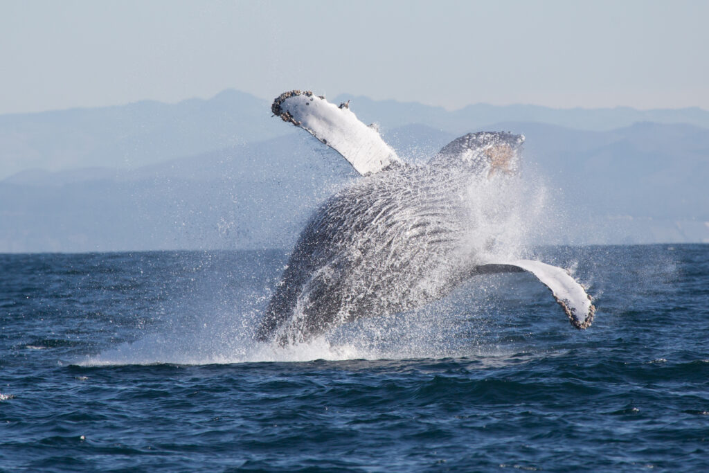 Humpback Whale leaping