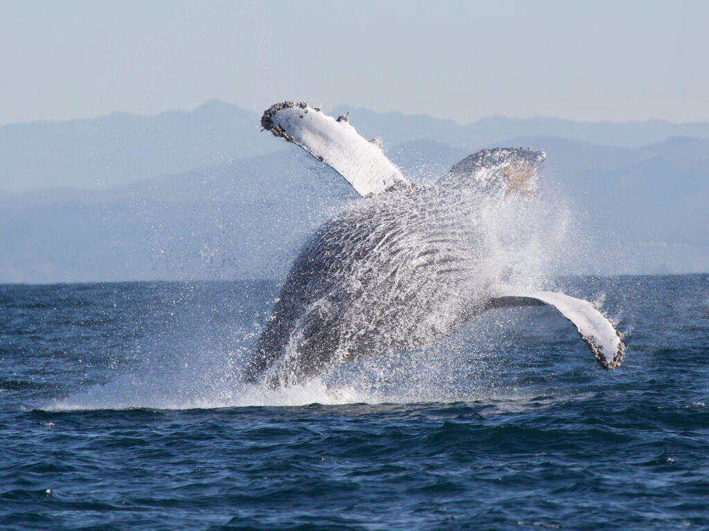 Humpback Whale leaping