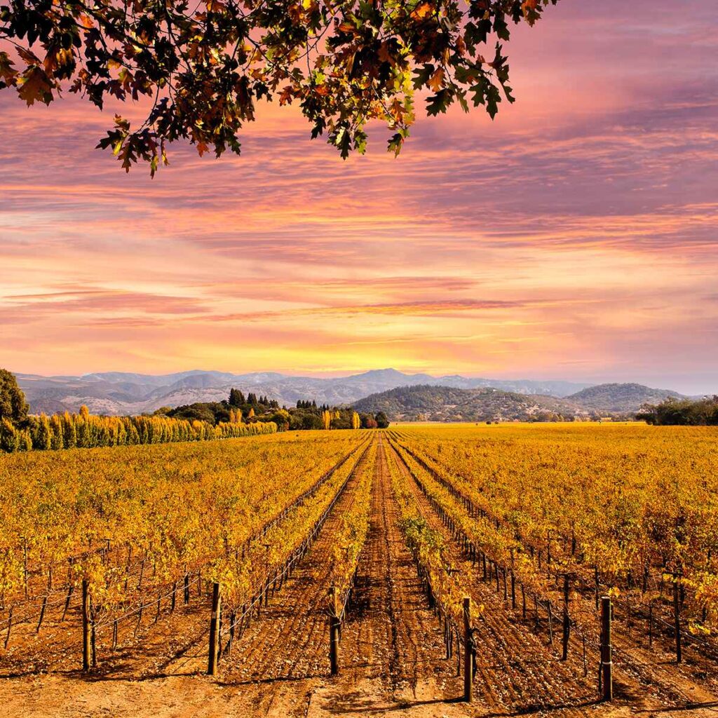 Napa Valley Wine Country