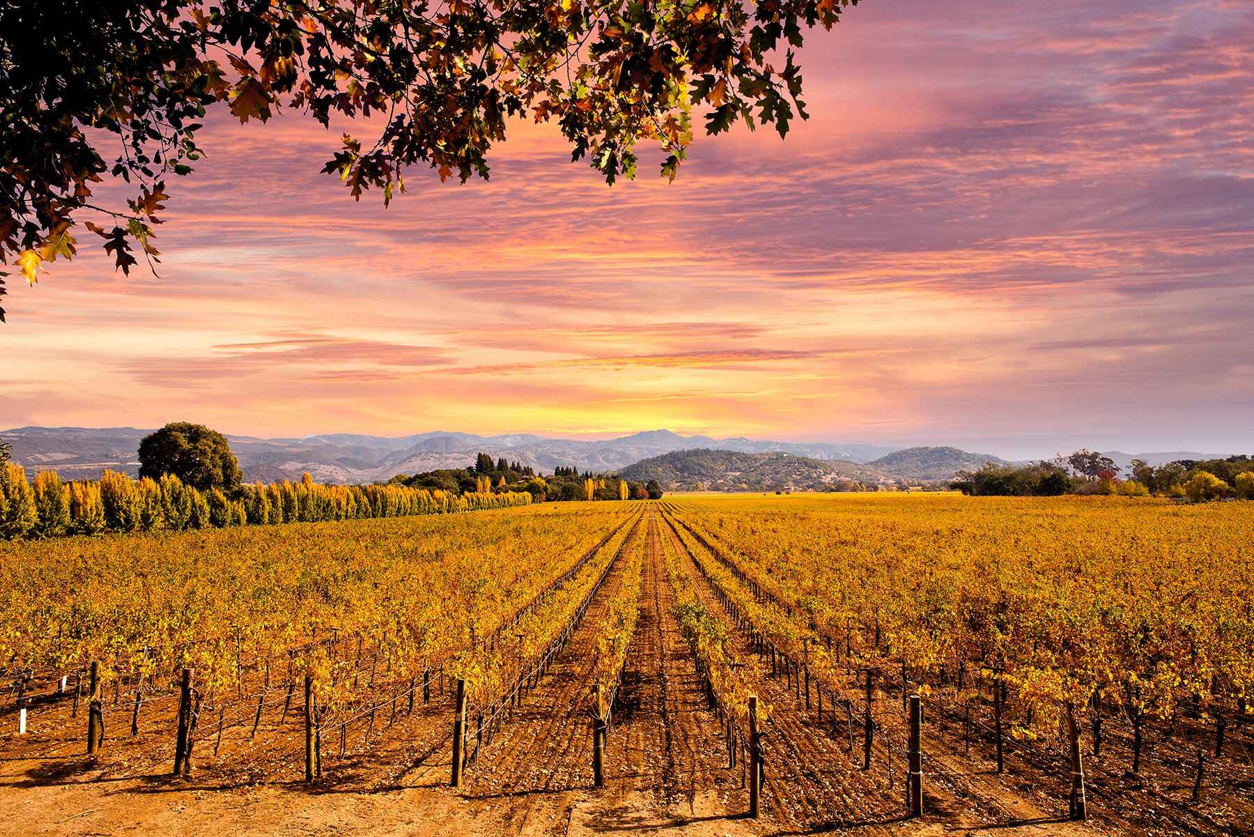 Napa Valley Wine Country