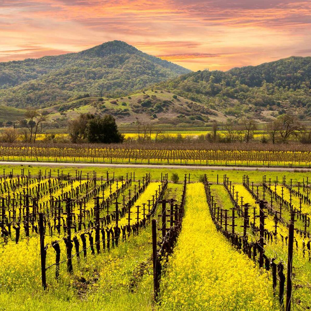 Napa Valley California