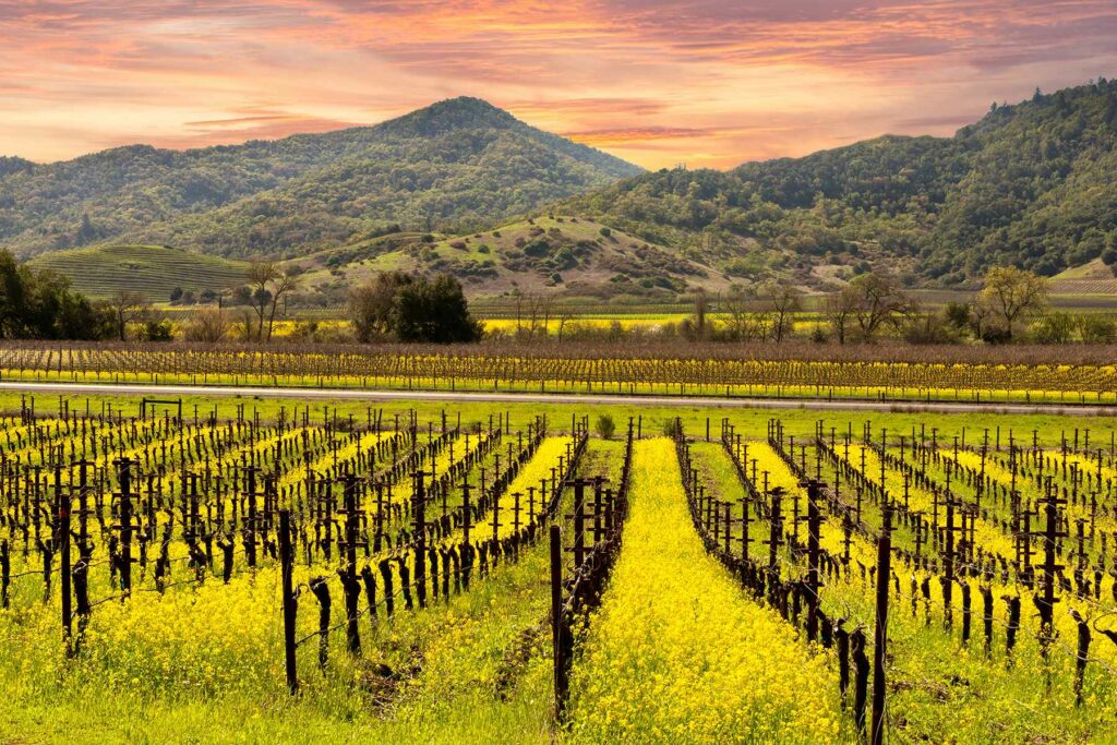 Napa Valley California