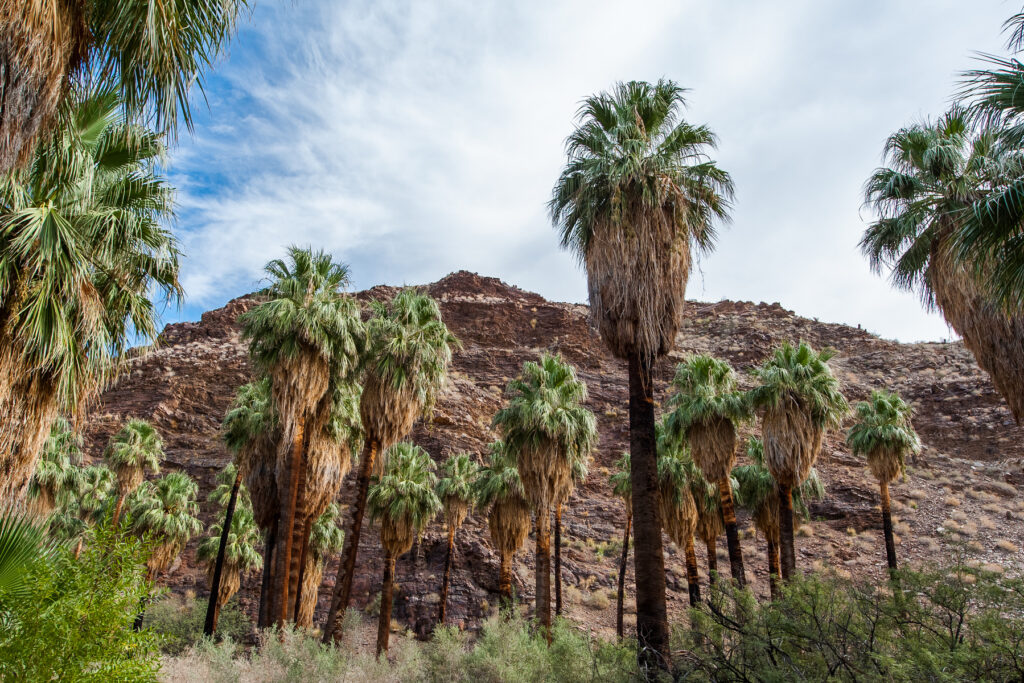 The palm trees in the canyon under the blue sky