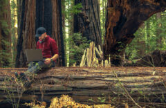 Man working in the Sequoia National Park