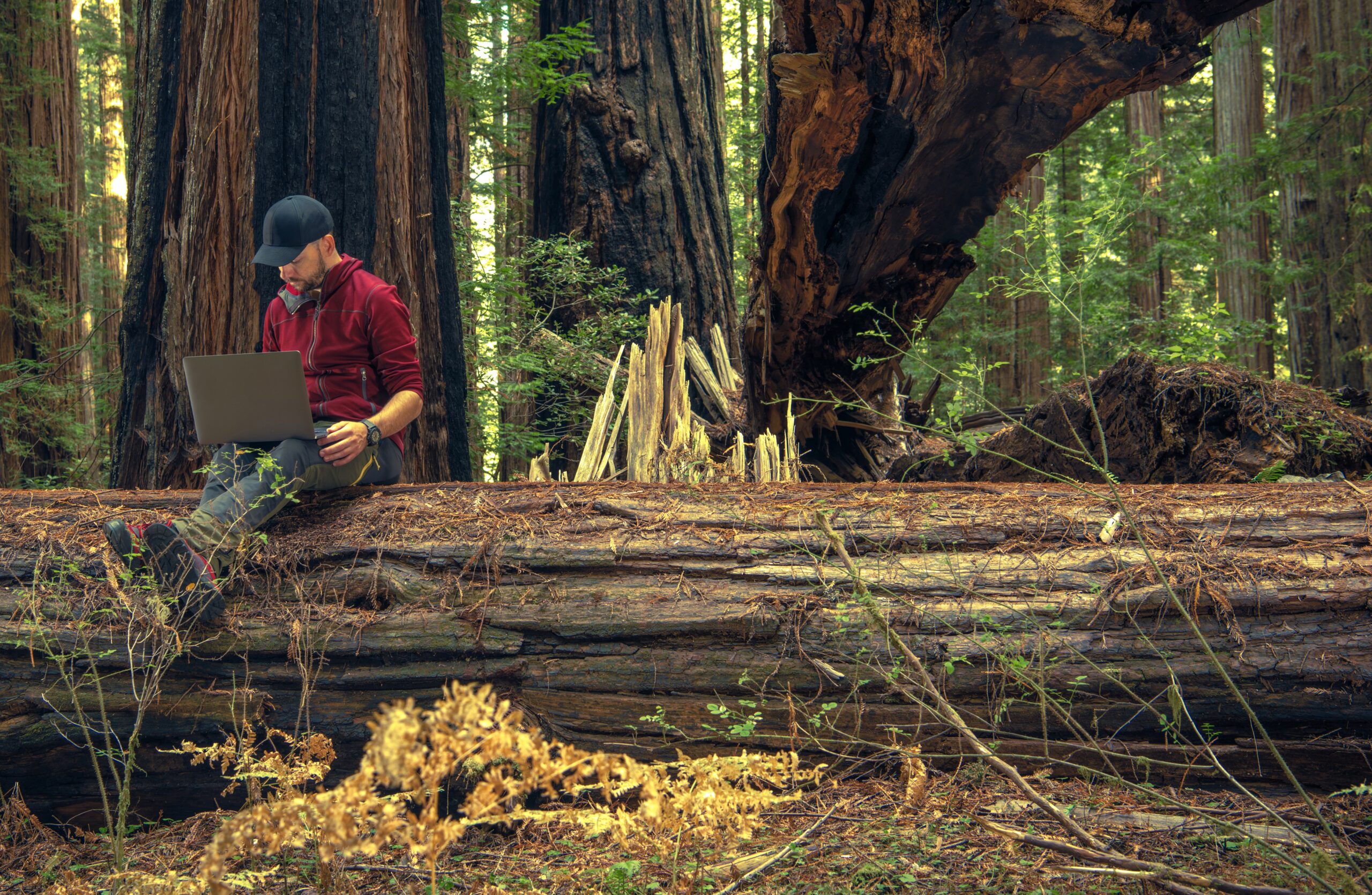 Man working in Sequoia National Park