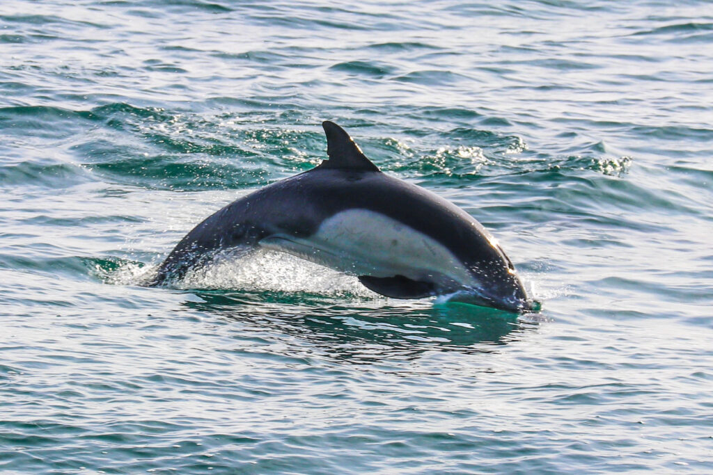 Dolphin Jumping In The Ocean