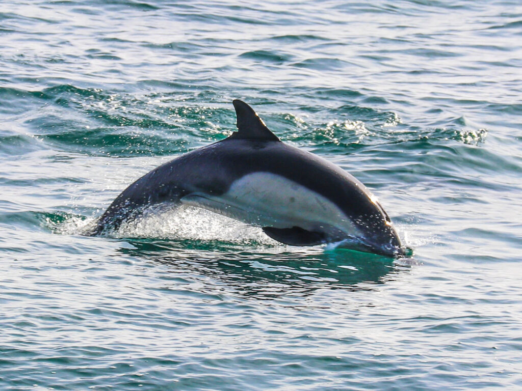 Dolphin Jumping In The Ocean