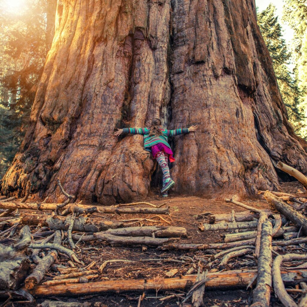 Giant Sequoia California