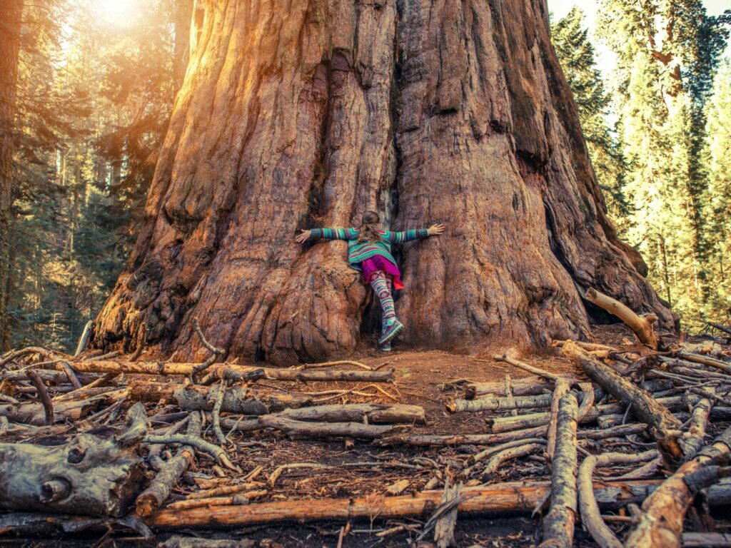 Giant Sequoia California