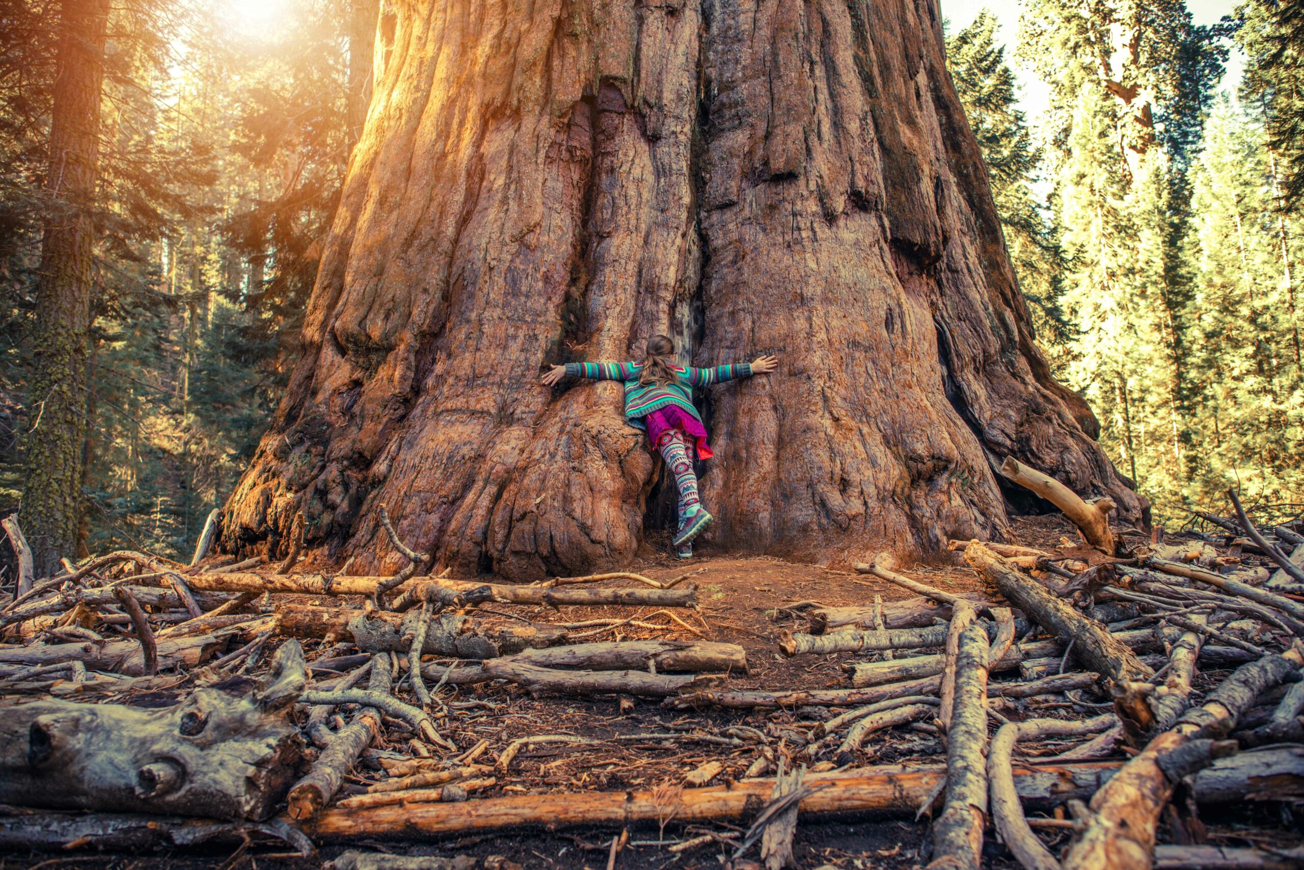 Giant Sequoia California