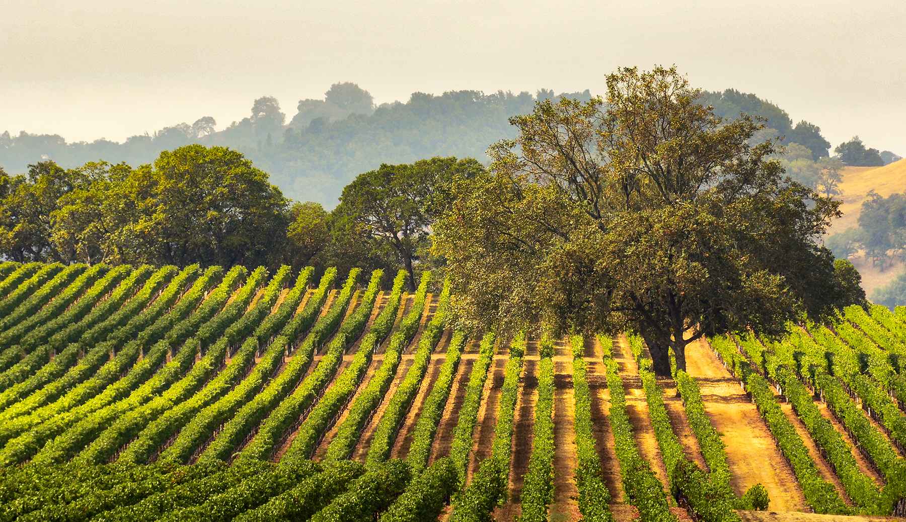 Sonoma Valley