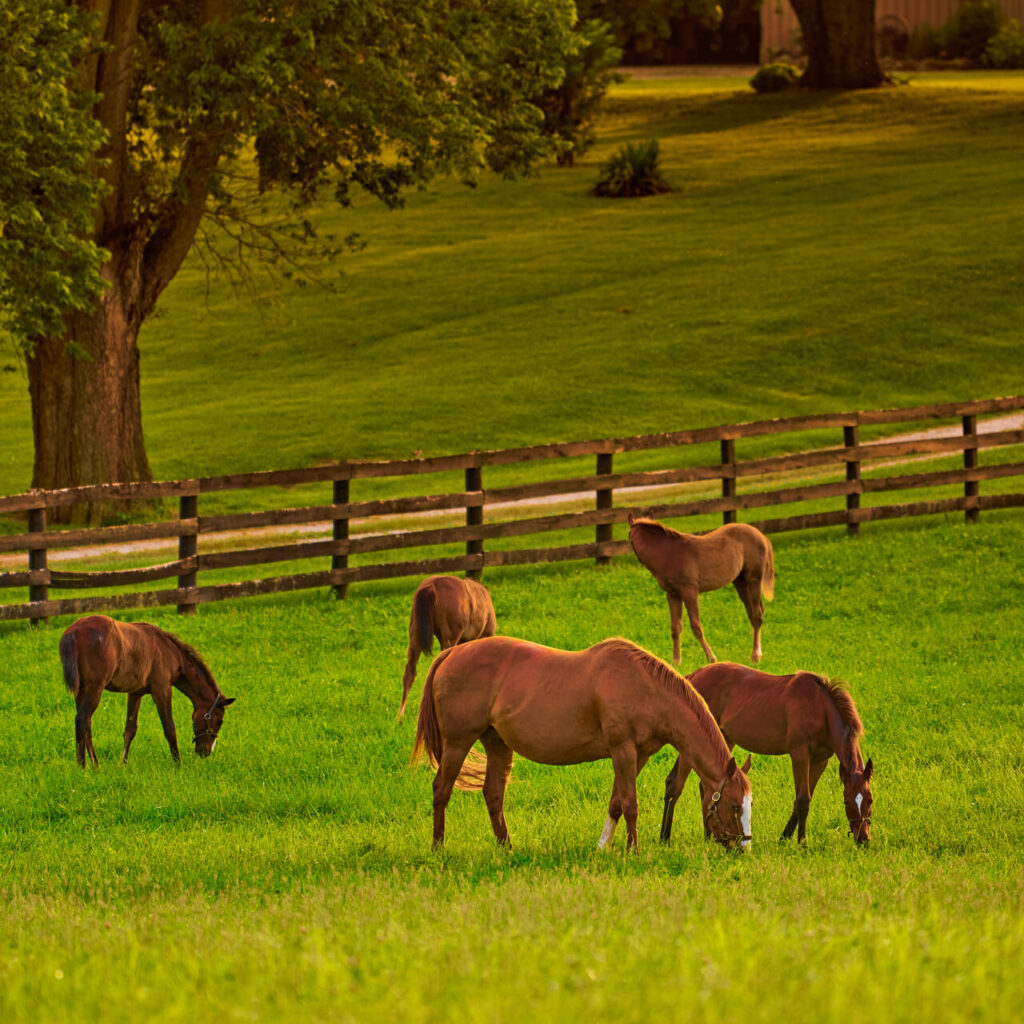 Horses in field in Bluegrass country