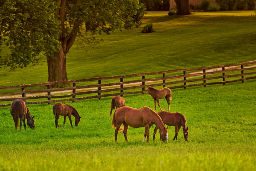 Horses in field in Bluegrass country