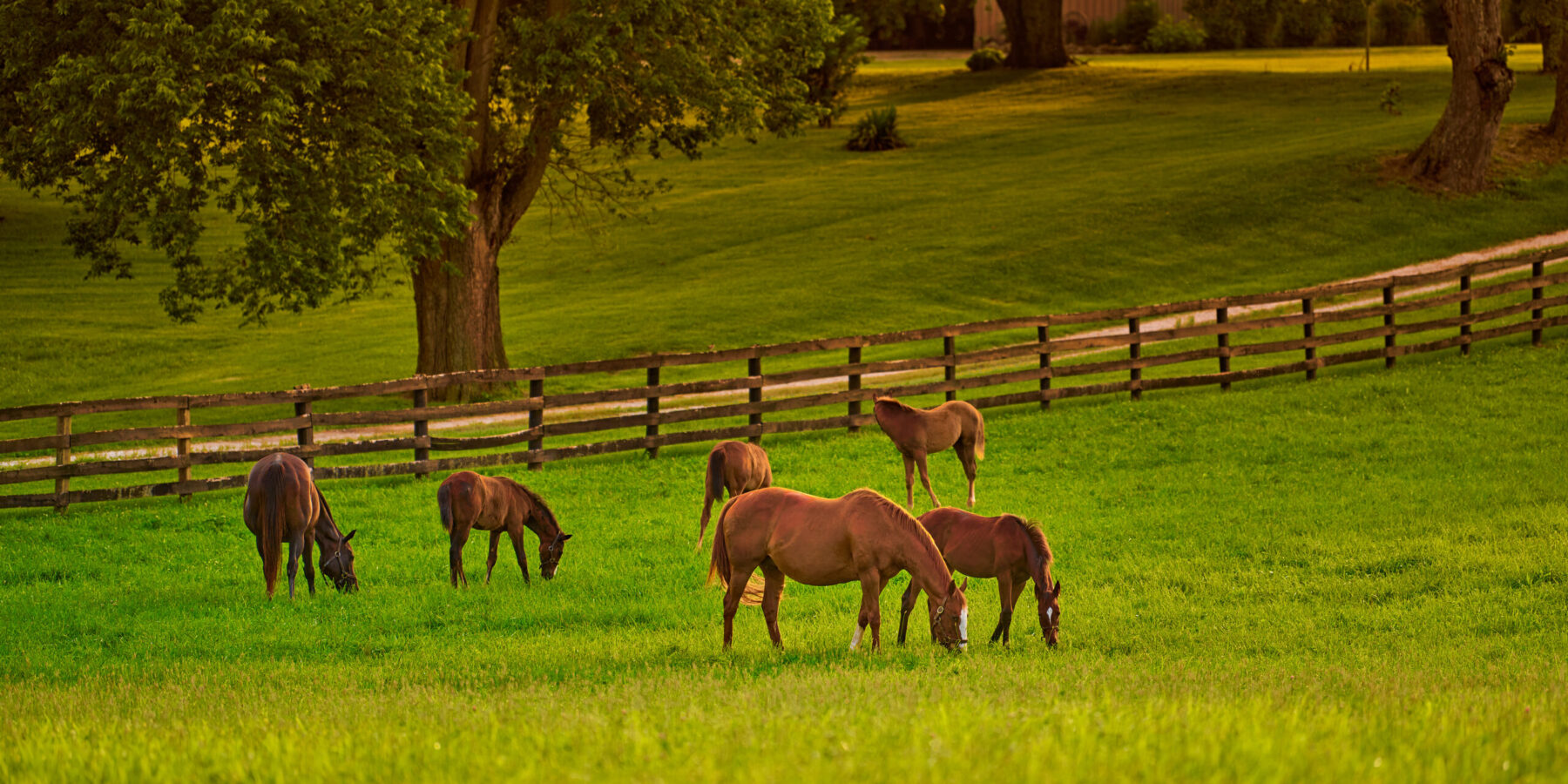 Horses in field in Bluegrass country