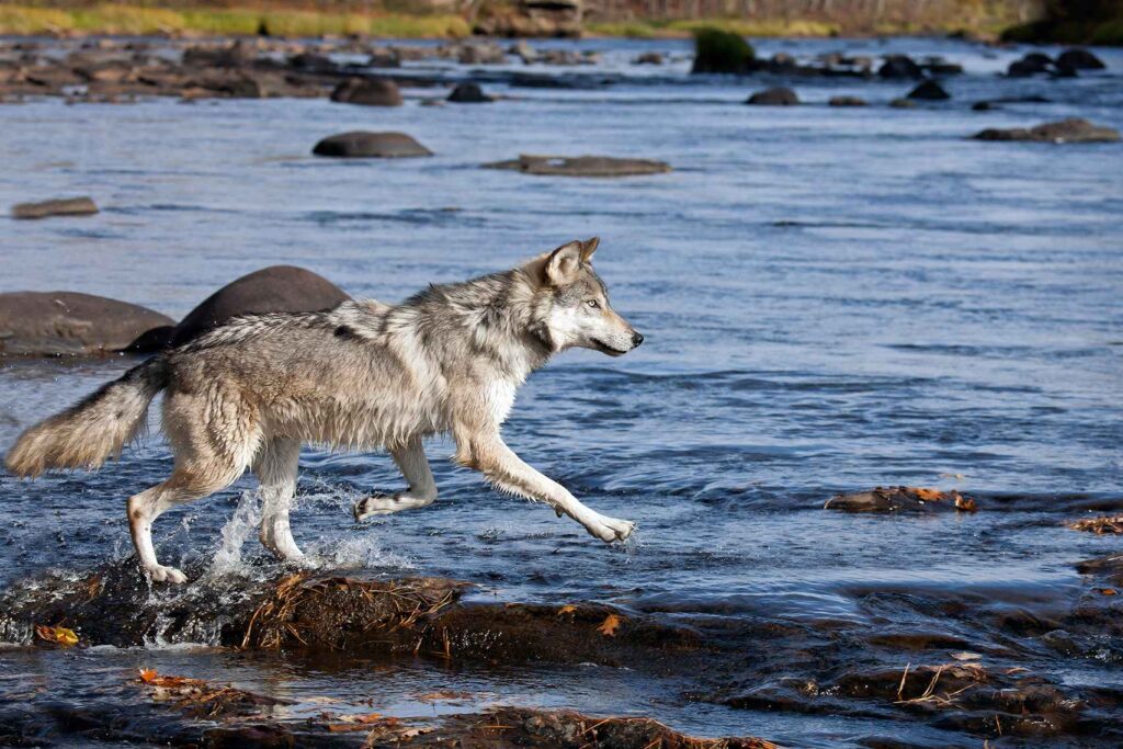 Wolf in Minnesota