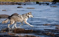 Wolf in Minnesota