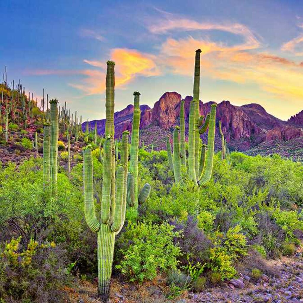 Sonoran Desert