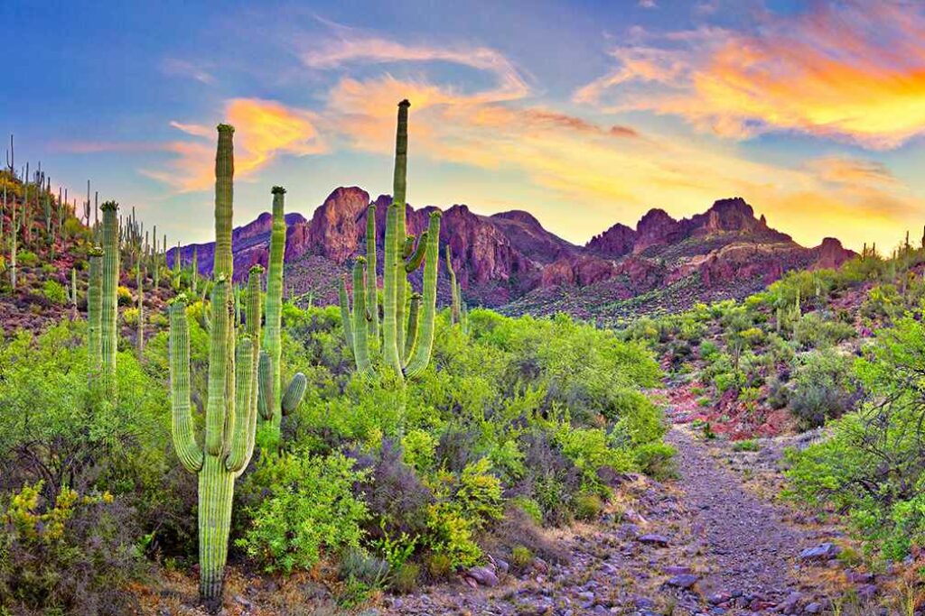 Sonoran Desert