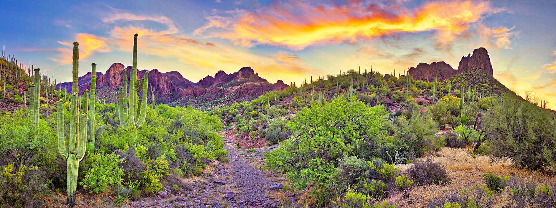 Sonoran Desert