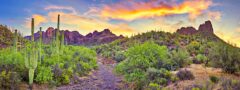 Sonoran Desert