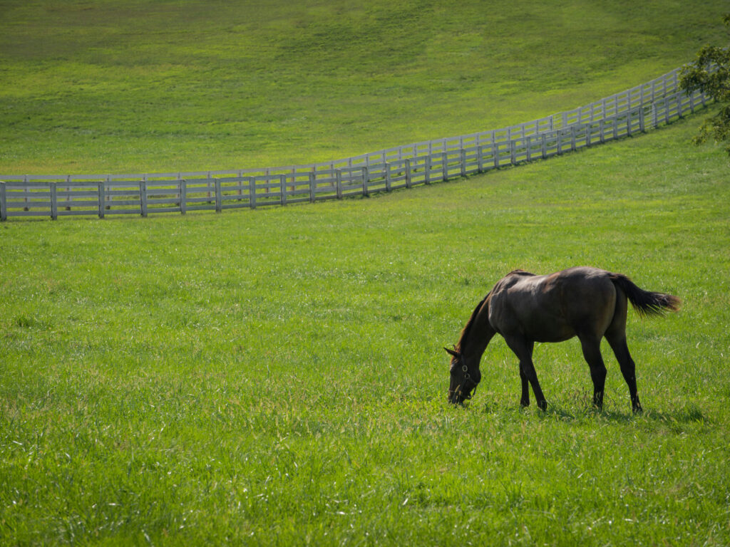 New Vocations Horse Farm in Lexington, Kentucky