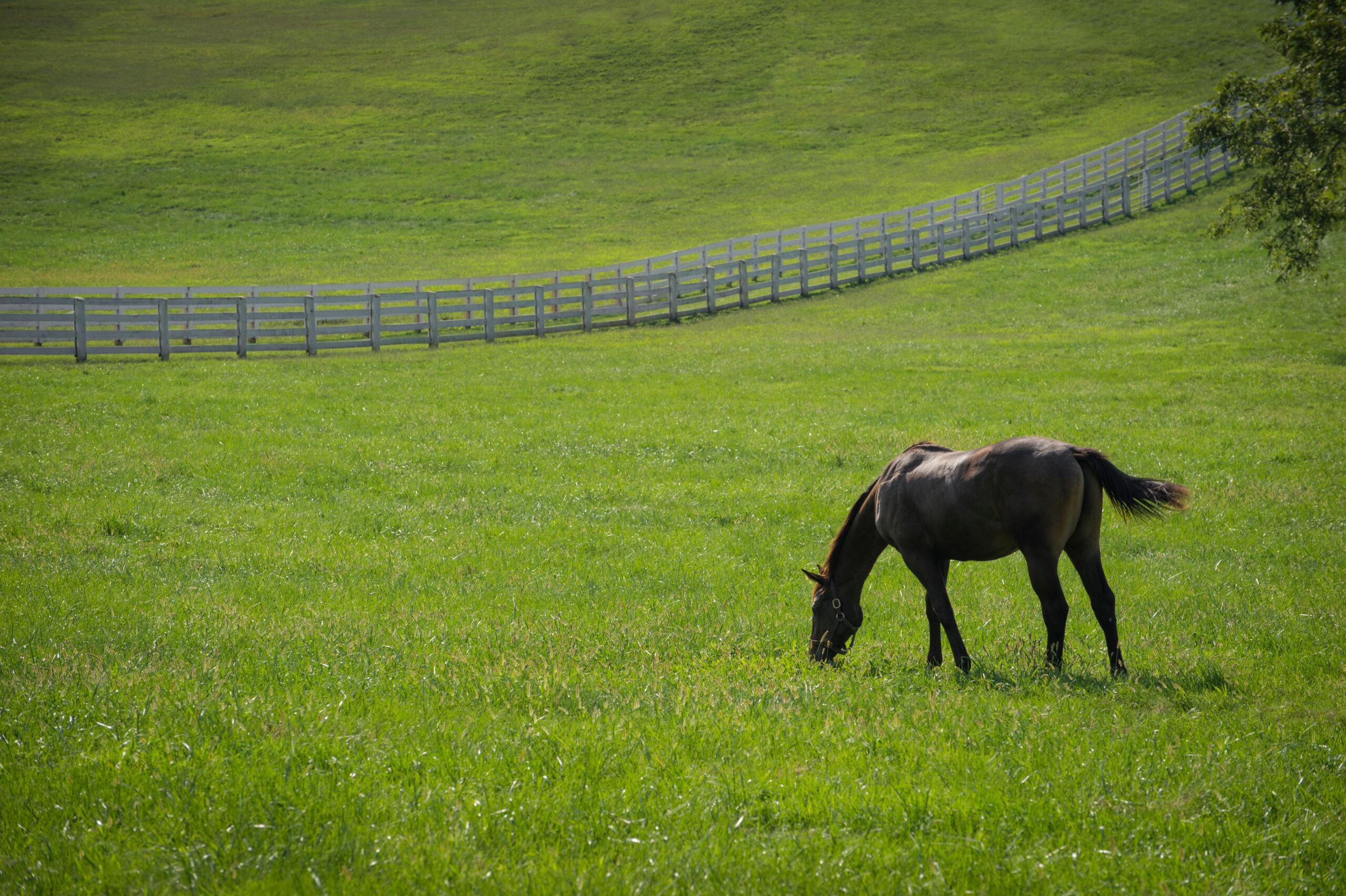 New Vocations Horse Farm in Lexington, Kentucky