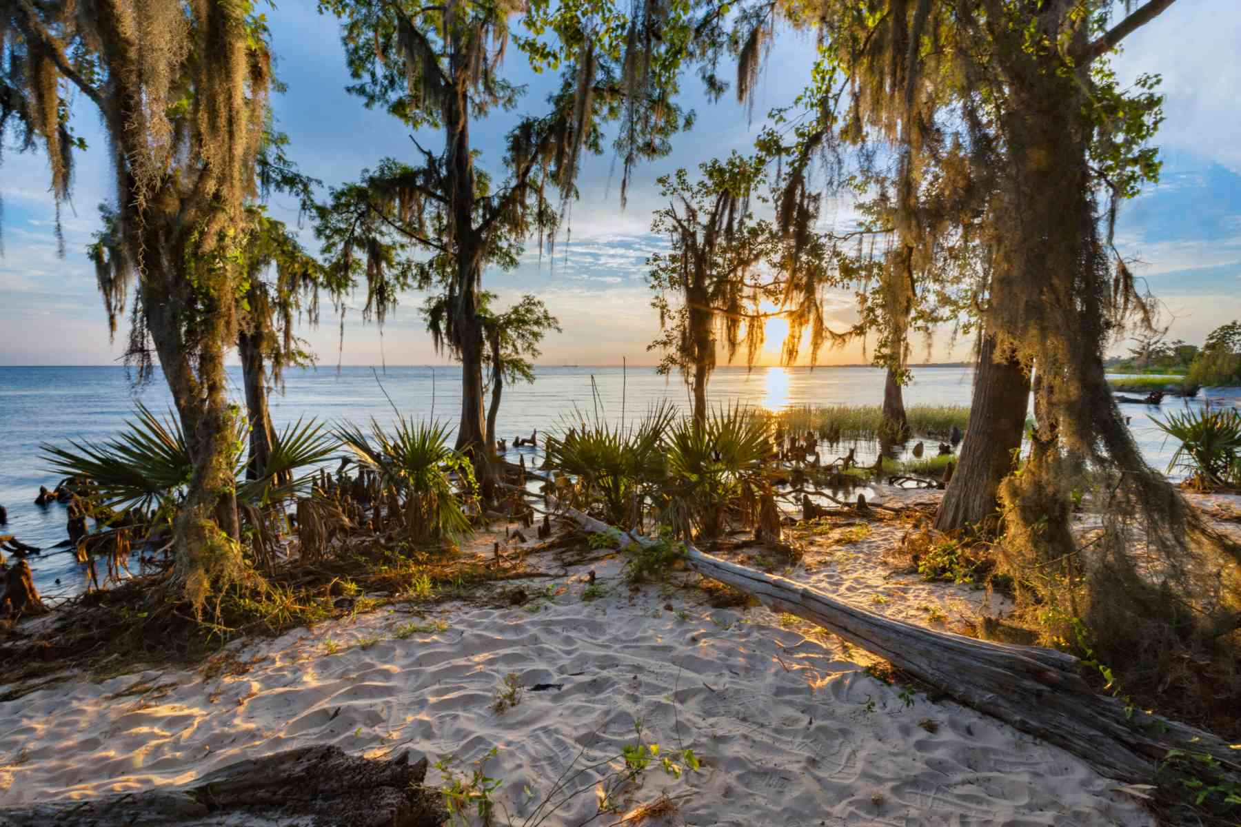 View of the water through the trees at Fontainebleau State Park in Mandeville, Louisiana