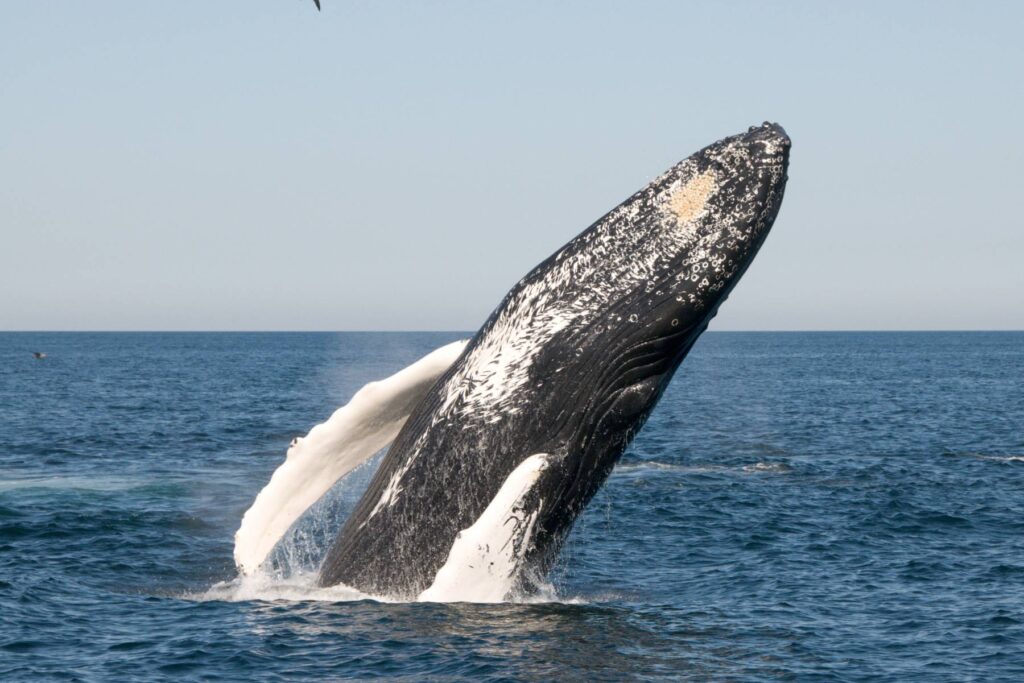 Whale-watching off the coast of Boston, in the Stellwagen Banks National Marine Sanctuary