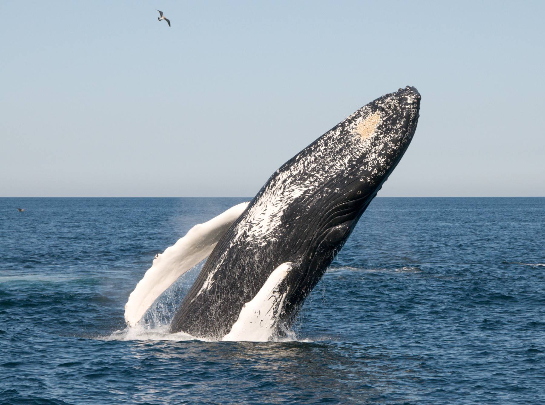 Whale-watching off the coast of Boston, in the Stellwagen Banks National Marine Sanctuary