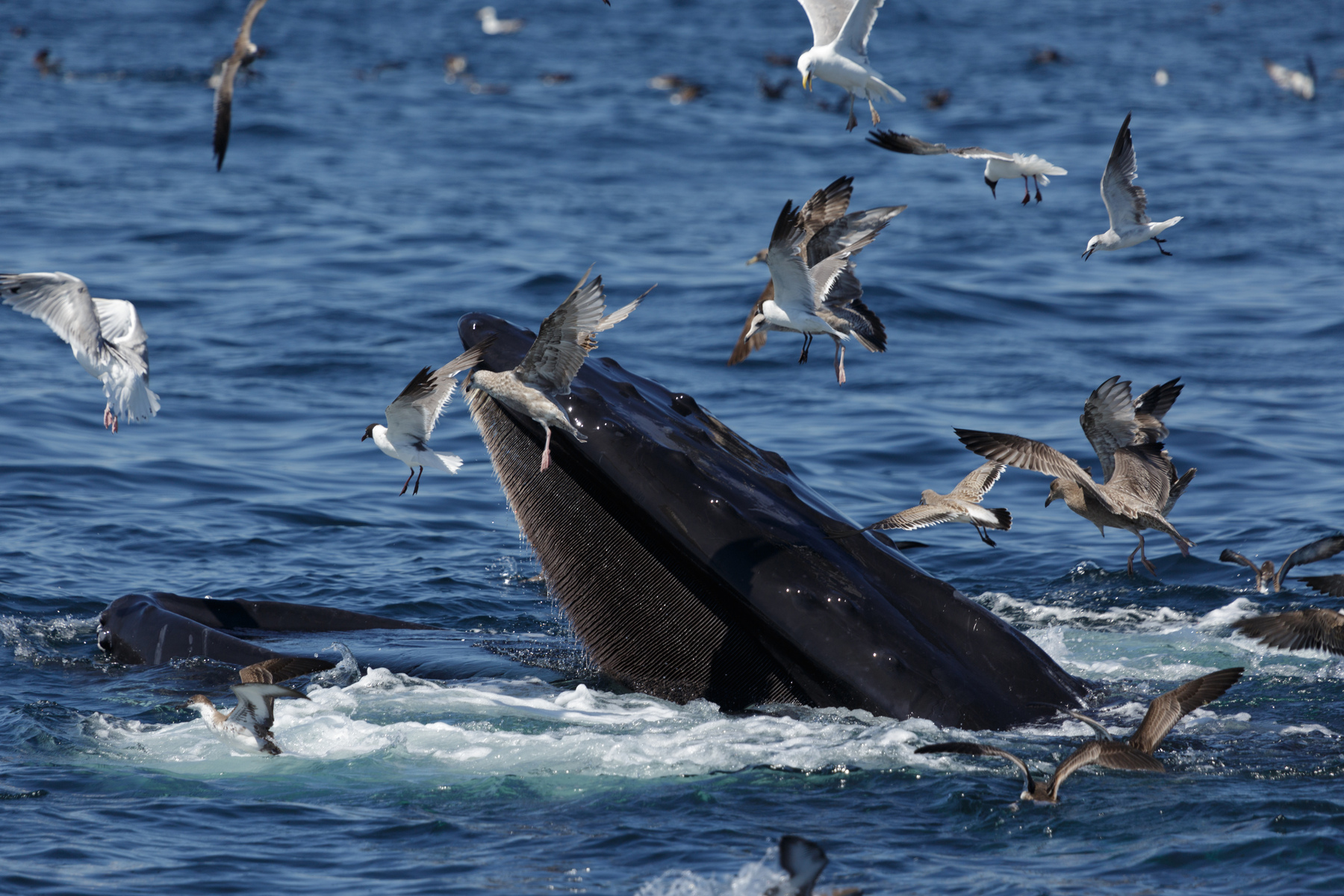 A photograph of a humpback whale feeding off the coast of Provincetown in Cape Cod, Massachusetts