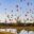 Balloons fly over head at the Albuquerque International Balloon Fiesta