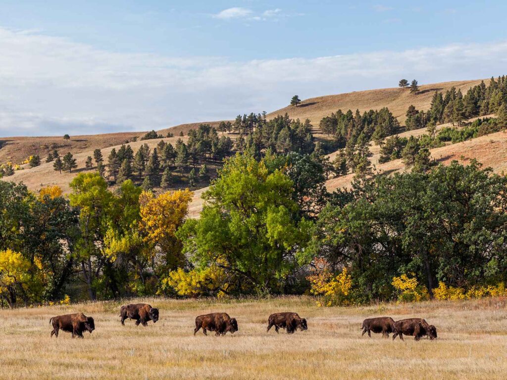 Buffalo in Custer State park