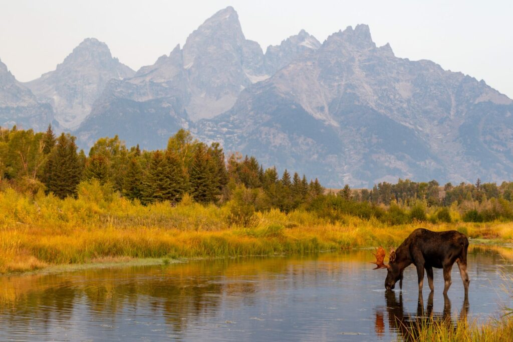 Wild Bull Moose in Grand Teton near Jackson Hole